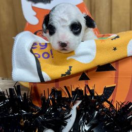 Petey Jr. - Black & white male Maltipoo puppy in Mabelvale, Arkansas from Durham's Designer Poos