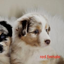 Australian Shepherd Puppies from Winsome Aussies
