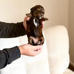 Shakira - Phantom female Goldendoodle puppy in Twin Falls, Idaho from Burrow & Bone