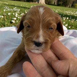 Bentley - Red male Cavapoo puppy in Miami, Florida from Mario’s Pups