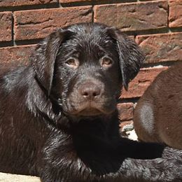 French Bulldogs and Labrador Retrievers from Spencer's LuvaBulls and English Labs