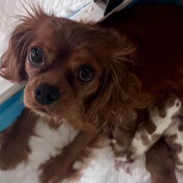Padme - Cavalier King Charles Spaniel
