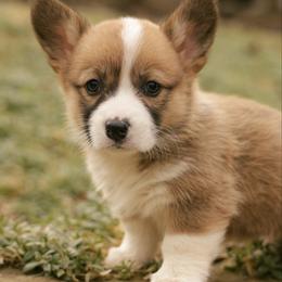 Clover - Red female Pembroke Welsh Corgi puppy in Narvon, Pennsylvania from Corgi Companions (license number 18998)
