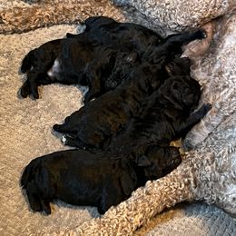 Poodle puppies from Painted Sunset Kennels