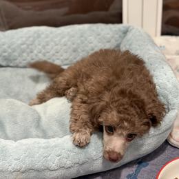 Jasper Silver Beige - Silver-beige  male Poodle puppy in Franklin Park, Illinois from Windy City Majestic Toy Poodles