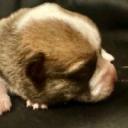 Blue collar - Fawn male Pembroke Welsh Corgi puppy in Oxford, Pennsylvania from K&S Quality Pembroke Welsh Corgi’s