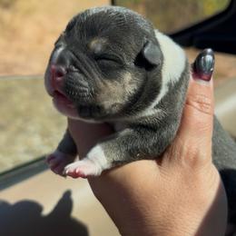 Puppy 9 - Black tri-color female American Bully puppy in Orlinda, Tennessee from SimplyBullies