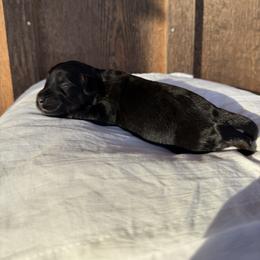 Red - Black tri-color male Aussiedoodle puppy in Eastland, Texas from H5 Mini Doodles
