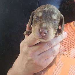 Criston - Chocolate and cream male Dachshund puppy in Bigfork, Minnesota from Long Ears and Long Dogs Ranch