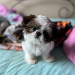 Shih Tzus from MyHeartShihtzu