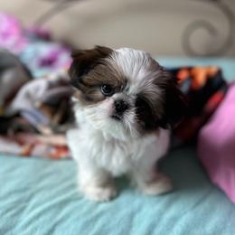 Shih Tzus from MyHeartShihtzu