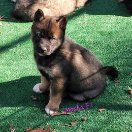 Mocha Female 1 - Agouti and white female Siberian Husky puppy in Hiawassee, Georgia from Chastains Huskies