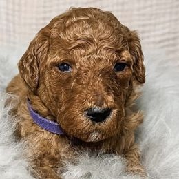 Goldendoodles from B+C Doodles