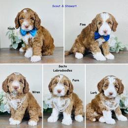 Scout Boys - Caramel male Australian Labradoodle puppy in Elk Grove, California from Sacto Labradoodles