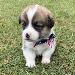 RUPERT AKC - Sable male Pembroke Welsh Corgi puppy in Hinton, Oklahoma from Green Cloud Ranch