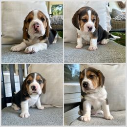 1st Choice - Black white and tan male Beagle puppy in Monticello, Georgia from Beaglelove