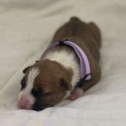 American Bully and American Staffordshire Terrier Puppies from American Dream Kennels