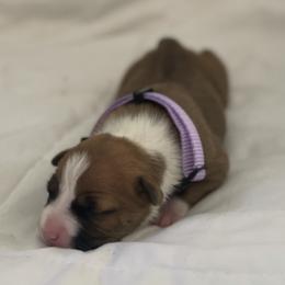 American Bully and American Staffordshire Terrier Puppies from American Dream Kennels