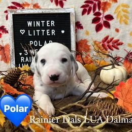 Polar - White and black male Dalmatian puppy in Joshua, Texas from Rainier DALS LUA Dalmatians