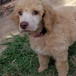 Poodle Puppies from Magic Standards Standard Poodles