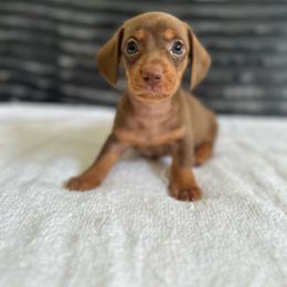 Dodger - Chocolate and tan male Dachshund puppy in Waycross, Georgia from Southern Paws