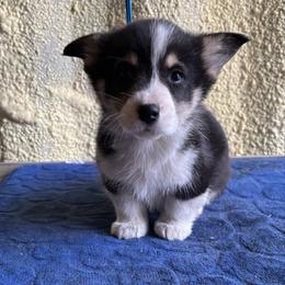 V-4.  Gizmo - Black and tan male Pembroke Welsh Corgi puppy in Sanford, Michigan from Tambali Pembroke Welsh Corgis
