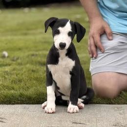 Pepper - Black female Whippet puppy in Sugar Valley, Georgia from Pinnacle Farm and Kennel