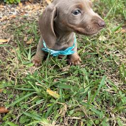 AKC female- 3000 - Fawn (isabella) and tan female Dachshund puppy in Homestead, Florida from Weenie Land Miami