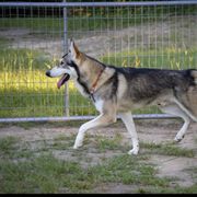 Tai - Northern Inuit Dog