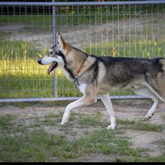 Tai - Northern Inuit Dog