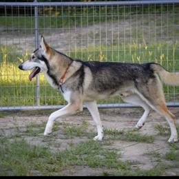Tai - Northern Inuit Dog