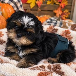 Shih Tzu puppies from Californiadreamyshihtzus