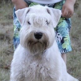 Luna - Miniature Schnauzer