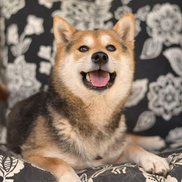 Hanae - Shiba Inu