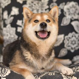 Hanae - Shiba Inu