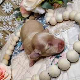 Cassie - Cream female Dachshund puppy in Thomaston, Georgia from UGG Ranch