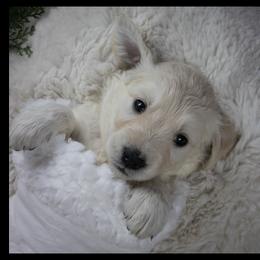 Golden Retriever Puppies from Mountain Sky Goldens   https://youtu.be/30SVQesEtig?si=CMjASv_Tza1VKSNt