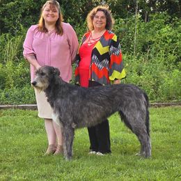 Zia - Irish Wolfhound