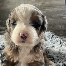 Mabel - Merle female Bernedoodle puppy in Camden, Michigan from FurEver Friends Finder