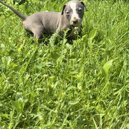 Julio - Blue male Italian Greyhound puppy in Wilkes Barre, Pennsylvania from Laraz Pupz