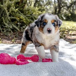 Miniature Australian Shepherds from Gable A Aussies