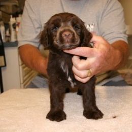 Portuguese Water Dog Puppies from Saltydawg PWDs