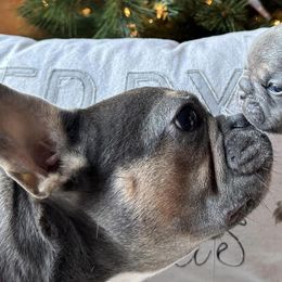 French Bulldogs from Southern Homestead Frenchies