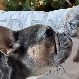 French Bulldogs from Southern Homestead Frenchies