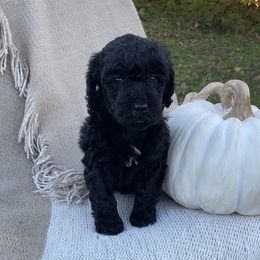 Sunflower - Black female Sheepadoodle puppy in Columbia, Tennessee from Primrose Cottage Puppies