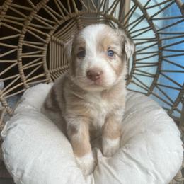 Phoenix - Red merle male Australian Shepherd puppy in Grants Pass, Oregon from Carmel Mountain Aussies