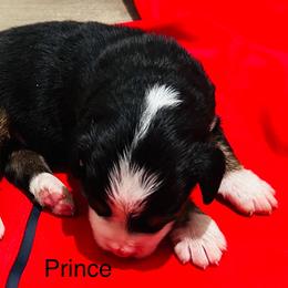 Prince - Black rust and white male Bernese Mountain Dog puppy in Strasburg, Ohio from Lois Allison