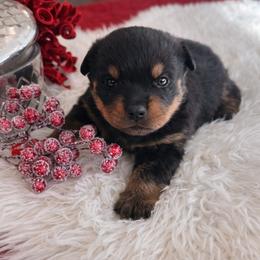 Fusha - Black and mahogany female Rottweiler puppy in Denver, Colorado from DR