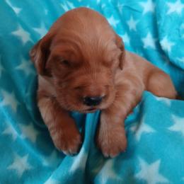 Green - Dark golden male Golden Retriever puppy in Lanesboro, Minnesota from Eagle Ridge Golden Retrievers