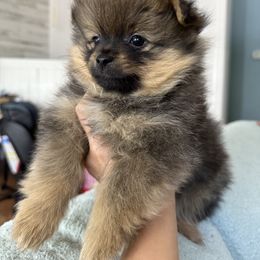 Lewis - Orange sable Pomeranian puppy in Golden, Colorado from Puppy Zen Den